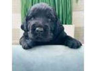 Labradoodle Puppy for sale in Sarasota, FL, USA