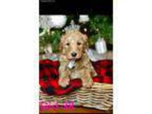 Goldendoodle Puppy for sale in Gainesville, GA, USA