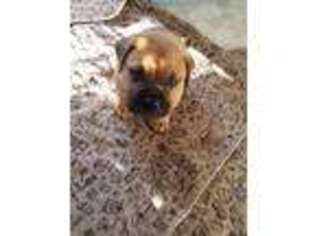 Bullmastiff Puppy for sale in Pequot Lakes, MN, USA