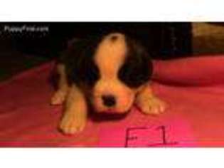 Saint Bernard Puppy for sale in Ogema, WI, USA