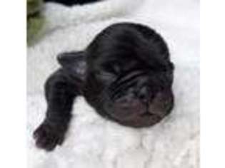 Pug Puppy for sale in DECATUR, TN, USA
