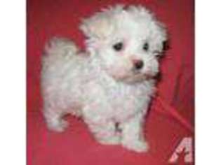 Maltese Puppy for sale in GRANNIS, AR, USA