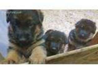 German Shepherd Dog Puppy for sale in Freeland, WA, USA
