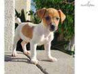 Jack Russell Terrier Puppy for sale in San Diego, CA, USA