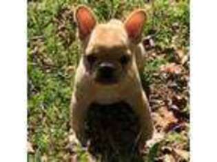 French Bulldog Puppy for sale in Lane, OK, USA