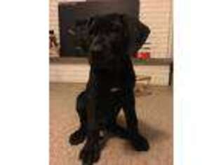 Great Dane Puppy for sale in Corning, NY, USA