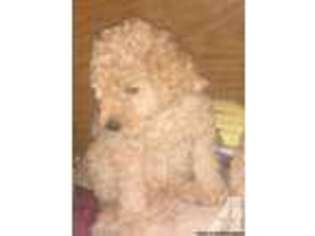 Labradoodle Puppy for sale in MAUSTON, WI, USA