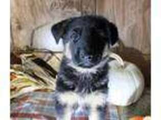 German Shepherd Dog Puppy for sale in Jamesport, MO, USA