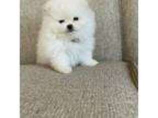 Pomeranian Puppy for sale in Weyers Cave, VA, USA