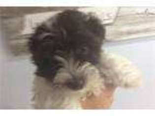 Havanese Puppy for sale in Mobile, AL, USA