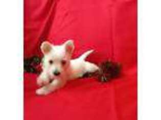 West Highland White Terrier Puppy for sale in Ham Lake, MN, USA