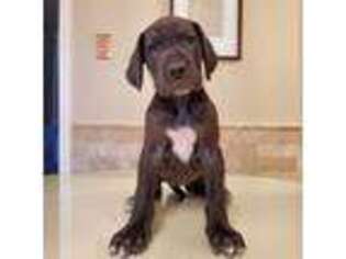 Great Dane Puppy for sale in Greensburg, PA, USA