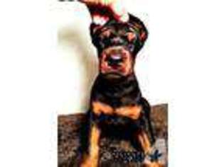 Doberman Pinscher Puppy for sale in LOMA LINDA, CA, USA