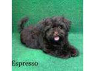 Havanese Puppy for sale in Nicholls, GA, USA
