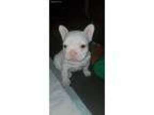French Bulldog Puppy for sale in Laceys Spring, AL, USA
