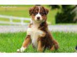 Australian Shepherd Puppy for sale in Gordonville, PA, USA