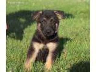 German Shepherd Dog Puppy for sale in Sugarcreek, OH, USA