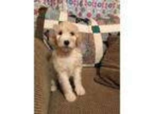 Goldendoodle Puppy for sale in Pampa, TX, USA