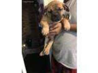 Boerboel Puppy for sale in Merrillville, IN, USA