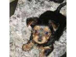 Yorkshire Terrier Puppy for sale in Auburn, NY, USA