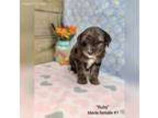 Mutt Puppy for sale in Cameron, MO, USA
