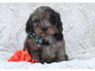 Cavapoo Puppy for sale in Dundee, NY, USA