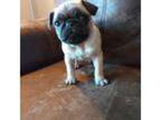 Pug Puppy for sale in Woodbury, MN, USA