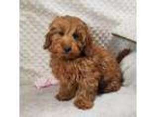 Mutt Puppy for sale in Childress, TX, USA