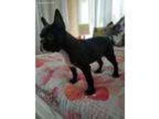 French Bulldog Puppy for sale in Brentwood, NY, USA