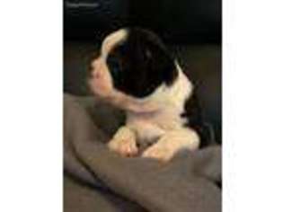 Boston Terrier Puppy for sale in Cumming, GA, USA