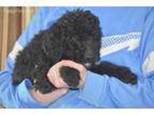 Goldendoodle Puppy for sale in Flora, IL, USA