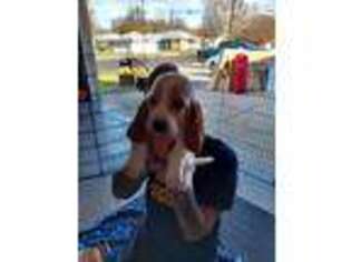 Basset Hound Puppy for sale in Brush, CO, USA