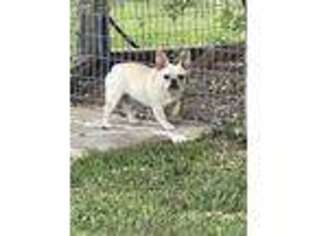 French Bulldog Puppy for sale in El Campo, TX, USA