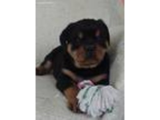 Rottweiler Puppy for sale in East Rochester, OH, USA