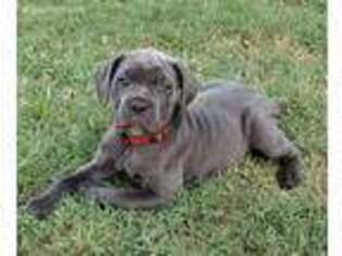 Cane Corso Puppy for sale in Owasso, OK, USA