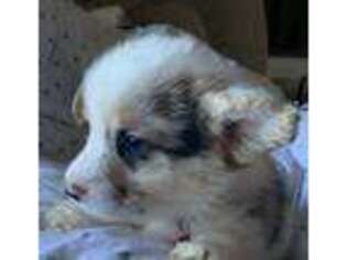 Pembroke Welsh Corgi Puppy for sale in Lowgap, NC, USA