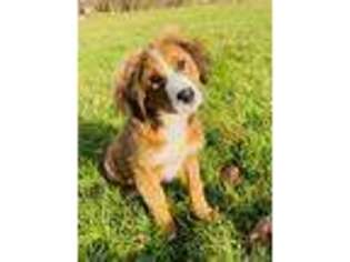Mutt Puppy for sale in Mahopac, NY, USA