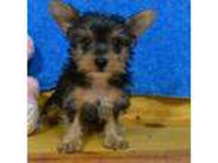 Yorkshire Terrier Puppy for sale in Chilton, WI, USA