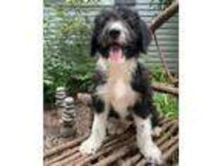 Border Collie Puppy for sale in Creston, OH, USA