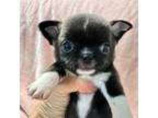 Chihuahua Puppy for sale in Richmond, CA, USA
