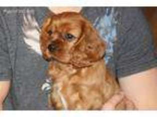 Cavalier King Charles Spaniel Puppy for sale in Iona, MN, USA