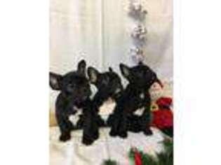 French Bulldog Puppy for sale in Elkland, MO, USA