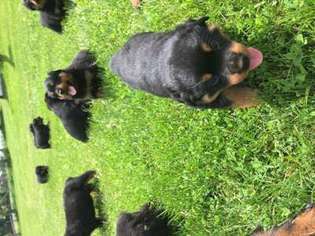 Rottweiler Puppy for sale in Pound, WI, USA