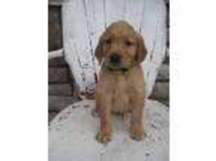 Golden Retriever Puppy for sale in Knoxville, IA, USA
