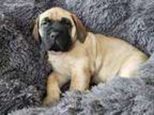 Mastiff Puppy for sale in Broadview Heights, OH, USA