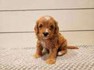 Cavapoo Puppy for sale in Atmore, AL, USA