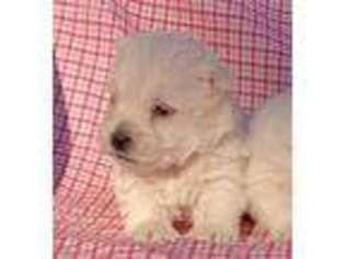 West Highland White Terrier Puppy for sale in Hollywood, AL, USA