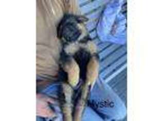 German Shepherd Dog Puppy for sale in Hamilton, MT, USA