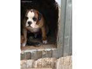 Olde English Bulldogge Puppy for sale in Berryville, AR, USA