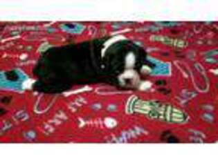 Boston Terrier Puppy for sale in North Richland Hills, TX, USA